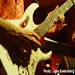 Thumbnail of Steve Vai & Metropole Orkest